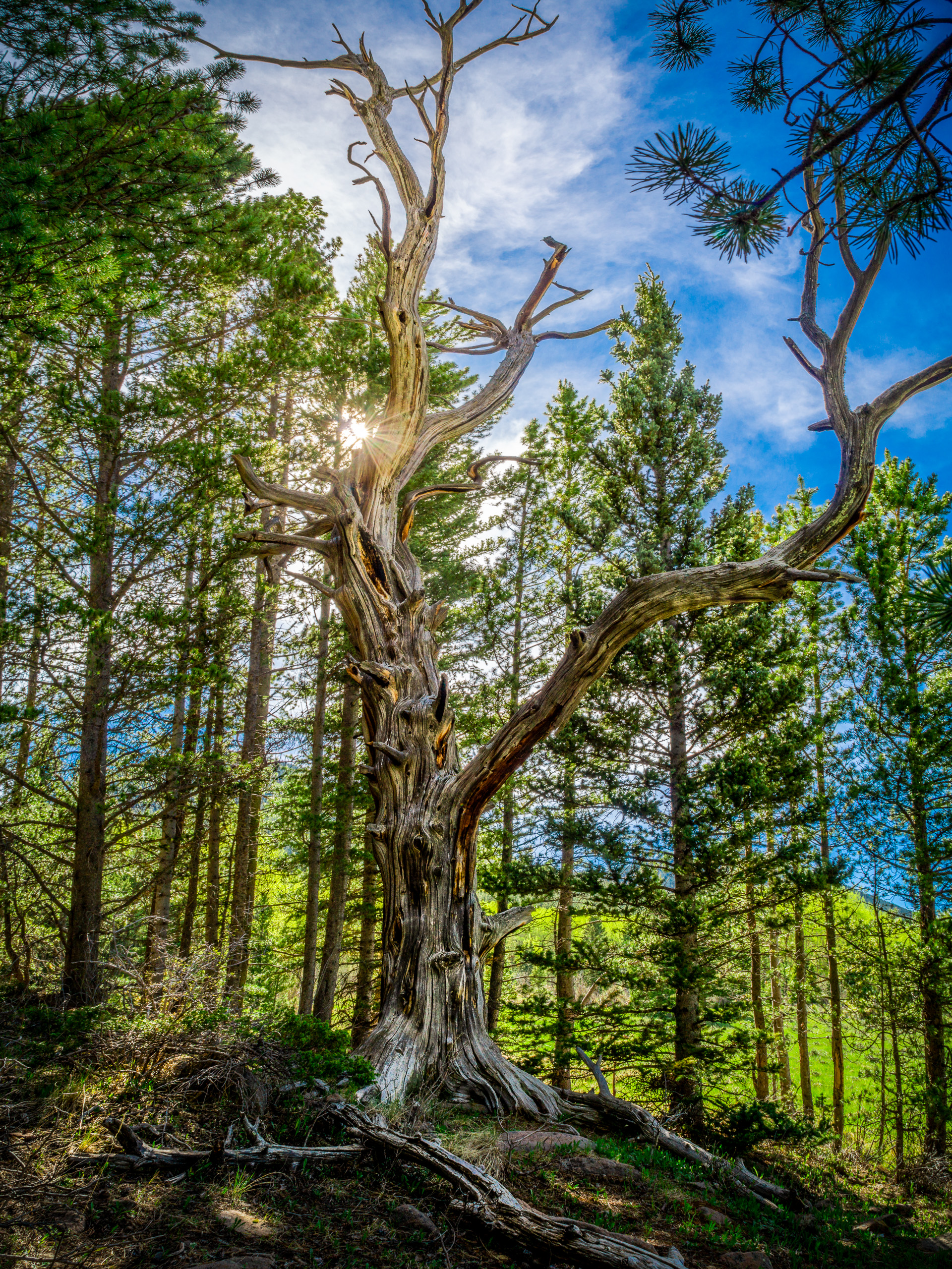 Post-processing an older image of a bristlecone tree trunk in southern Colorado in Lightroom and Photoshop to remove distortion and improve quality.